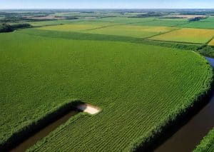 Tapete de Couro de Vaca: A Beleza e Durabilidade que seu Ambiente Merece